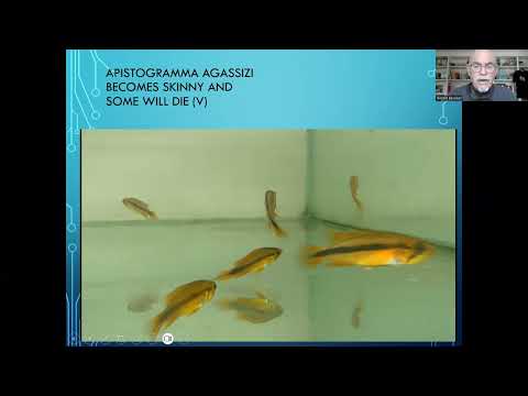 Fish disease case nr. 312 Dwarf Cichlid Apistogram Some of these Dwarf Cichlids, Apistogramma agasszi, are less affected or have less bacterial infecti