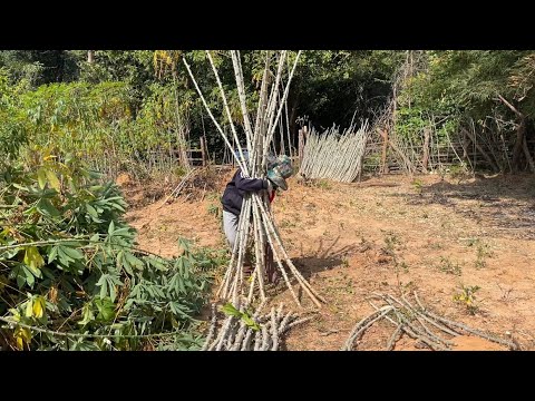 ตัดลำมันสำปะหลังชำไว้กับพ่อ