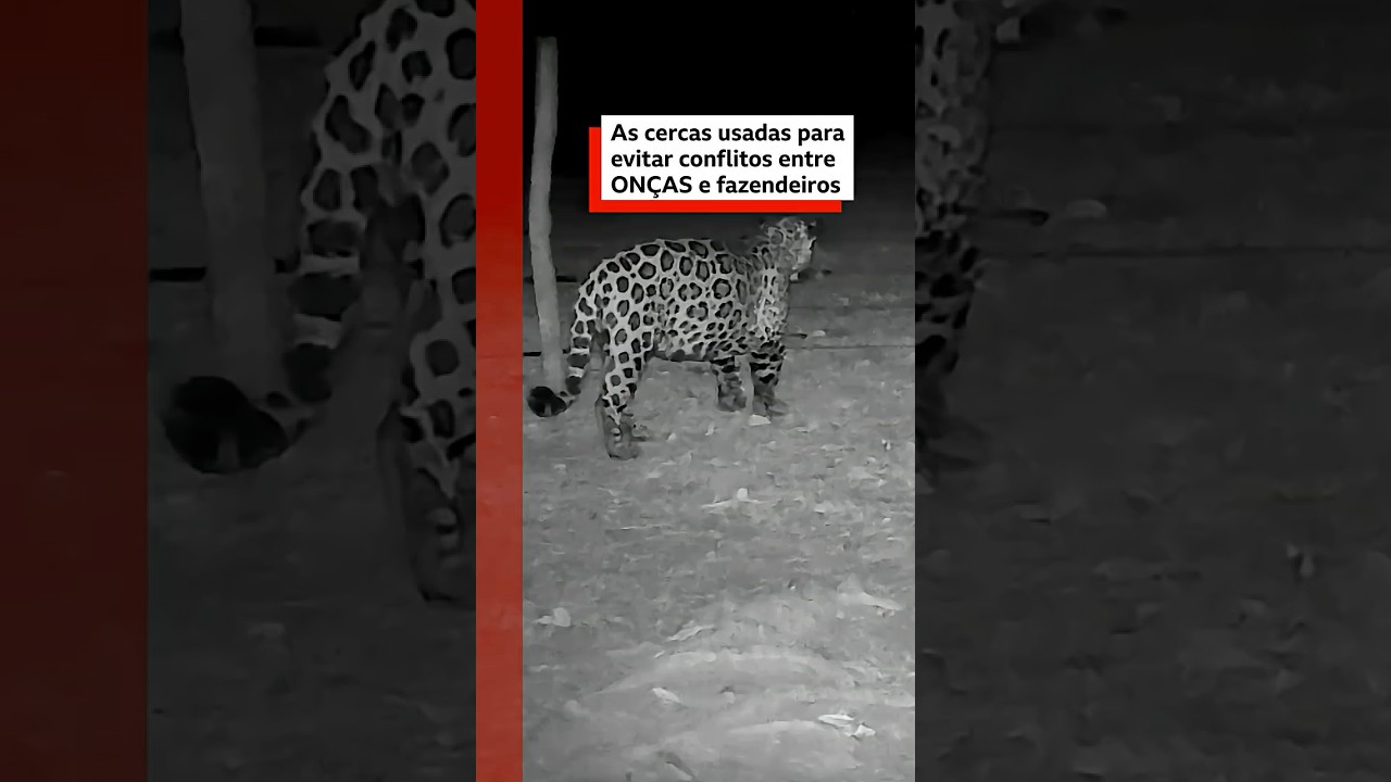 Cerca reduz ataques de onças ao gado no Pantanal
