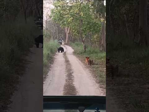 Tiger VS Sloth Bear - Kachi patiya | Pilibhit Tiger Reserve !!