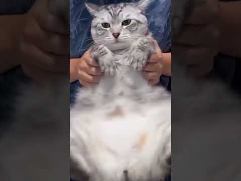 9キロ猫がエジプトミーム踊ってみた#デカ猫ミーム