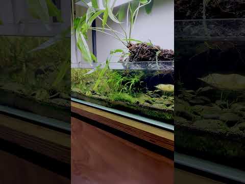 Hangover at Christmas 90cm Aquascape