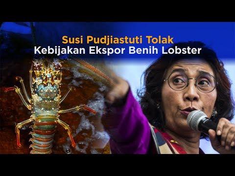 Susi Pudjiastuti Tolak Kebijakan Ekspor Benih Lobster