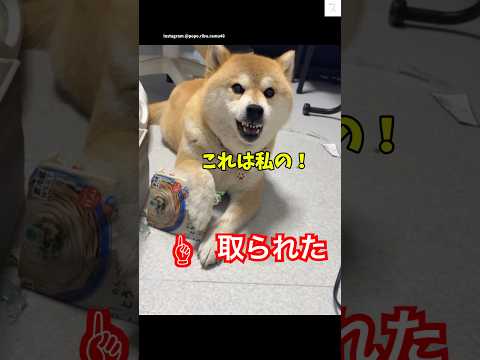 柴犬が必死に守る姿を楽しもう：癒しのかわいい動画 サムネイル