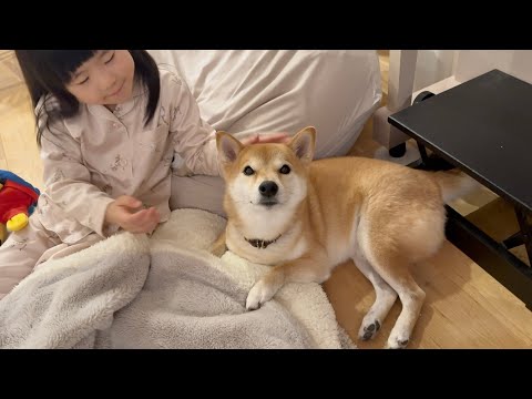 柴犬に子守されてた女の子は優しいお姉ちゃんに育ちました