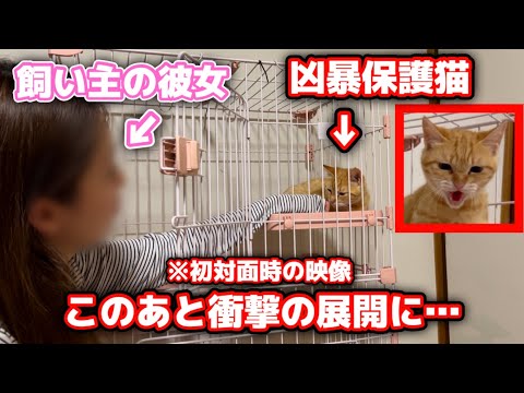 保護した子猫と彼女の初対面でとんでもない事に…