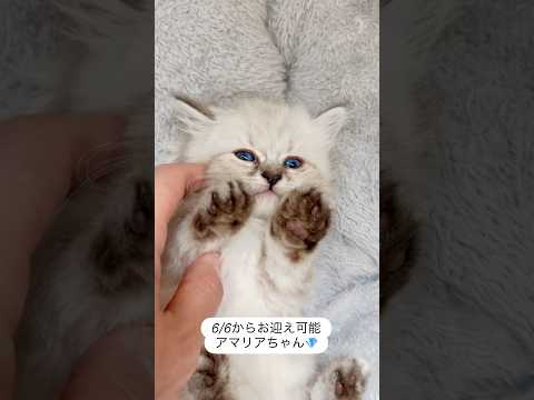 6/6(土)からお迎え可能な#サイベリアン の#子猫 😻100%抱っこ可能なウルトラ・ブルーアイズ❤️アマリアちゃん❤️お部屋に入ると、真っ先に走ってきてお膝に乗る子です。