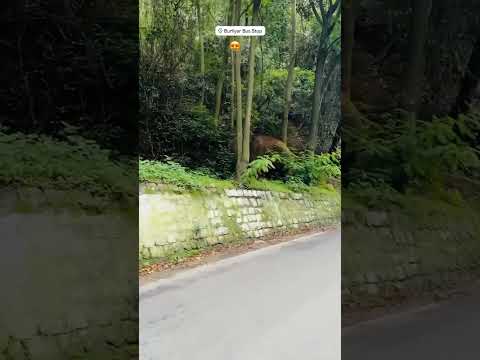 #nature#wildlife#beauty #elephant #travel #youtubeshorts