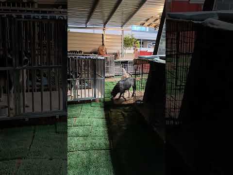 老蘇愛心天使團救助安養的雲林老浪犬 咖啡老奶奶 適應的相當好，精神食慾都非常好，也已經可以自己走出床位到外面散步，目前先單獨自由活動