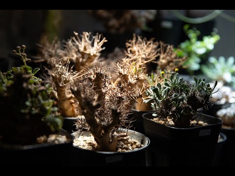 gadintzkiplants冬型塊根