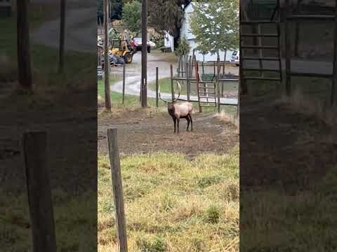 Giant bull elk #subscribe #bullelk #giant #pnw #shorts #fall #october #content