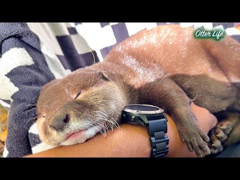 川辺でとろけちゃうカワウソたち [Otter Life Day 985]