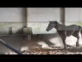Show jumping horse Getalenteerd jong paard