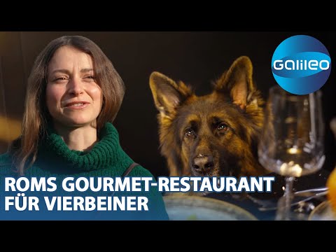 Wird da der Hund in der Pfanne verrückt? Das erste Gourmet-Restaurant für Hunde