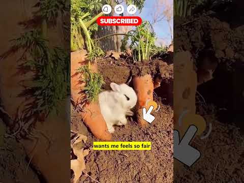 Can I be your lucky charm #cute #puppy #adorable