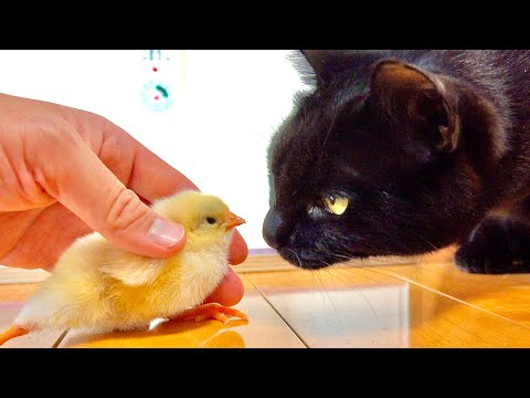 猫の動画サムネイル - 黒猫もヒヨコの事が気になるようです