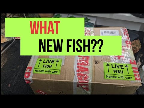 Inside the hidden world of the shrimp and fish roo A short video vlog of what we have been up to recently, just a short one this time, but some new fis