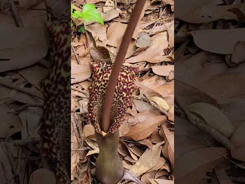 arum carnutum the voodoo lily. #voodoolily #stinky 