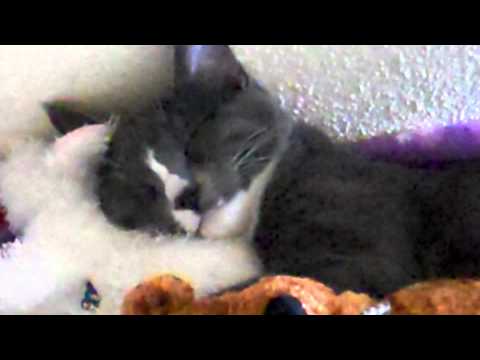 Kitty Cat Sleeps with Stuffed Animals