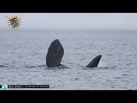 Todo Uruguay | Lanzamiento temporada ballenas