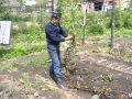 Виноградарство: Работа на винограднике,Алтай, Сростки, часть №2
