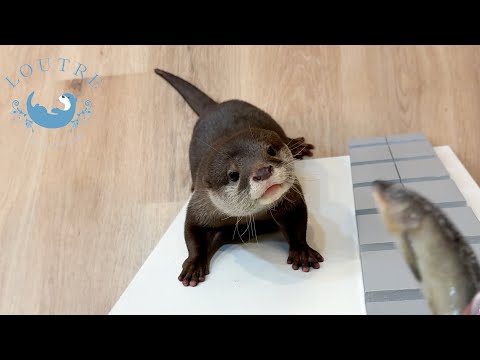 Otter Lying To Get A Hug From Mommy.