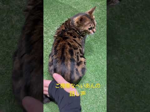 ご機嫌な平安の話し声きいてあげてください【#京都ひょう猫の森 】