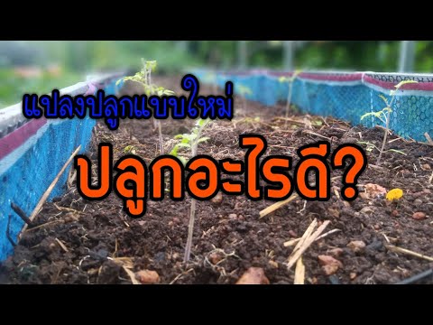 แปลงปลูกแบบใหม่ปลูกอะไรดี