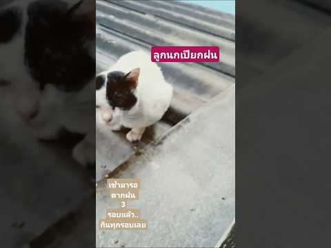 แมว ตกของกิน นั่งท่านกเกาะแขน ยอดฮิตเลย bring it back, Cat SameBird #Cat #Wet #แมว