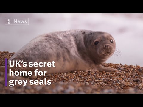 How the once threatened grey seal is thriving on UK coast