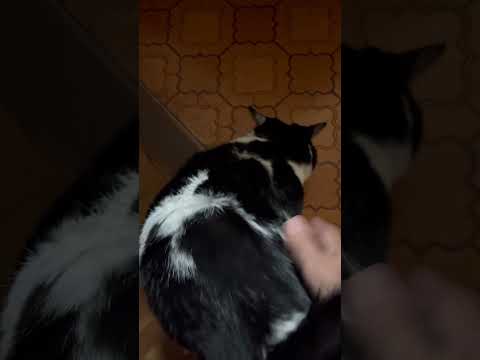 まるで犬…おなかを見せて喜ぶ猫! #cat #保護猫 #おーちゃん#背中に不死鳥#猫ねこ親バカ日記