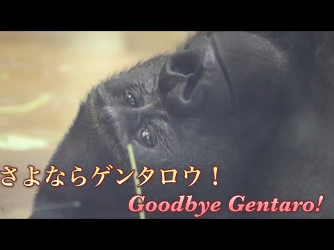 ゲンタロウが京都市動物園で過ごす最後の日、感謝とお別れの言葉を伝えに会いに行きました⭐️ゴリラGorilla【京都市動物園】Gentaro's last day at Kyoto City Zoo.