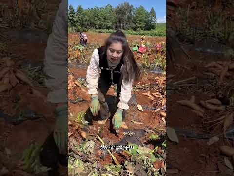 @vishal_vloggss #ytshorts #fruit #mangovarieties #video #mango #facts #shortvideo #viralvideo #fruit