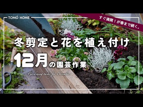 【今やっておきたい】アナベルなどの剪定と一年草を植栽【夏の花の採種】