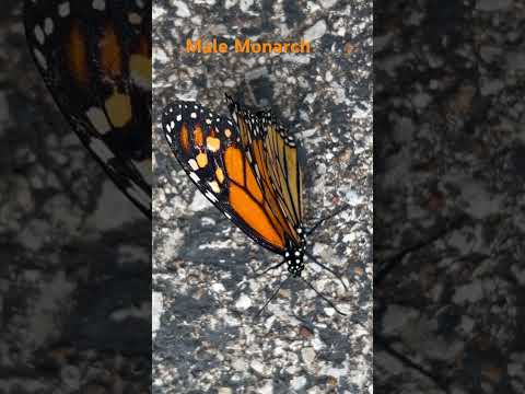 Monarch butterfly after emerging from chrysalis #garden #monarchbutterfly