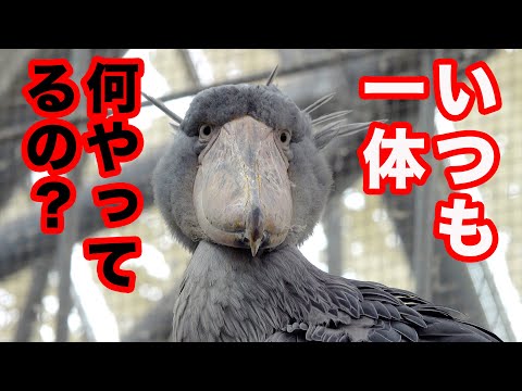 【長年の疑問】バードショーに集中するハシビロコウふたばちゃん。旋回もするよ!【夏のふたば2025-8】Futaba, Shoebill  summer 2025-8