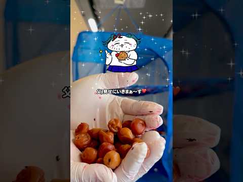 みんなに見せたい梅の赤ちゃん#家族の時間 #梅干し#夏休み