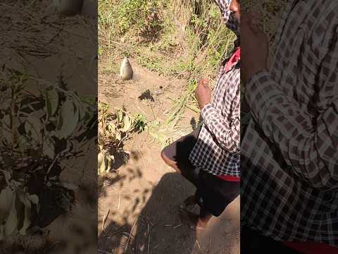 #fishing #fish #shorts #short #uk #river