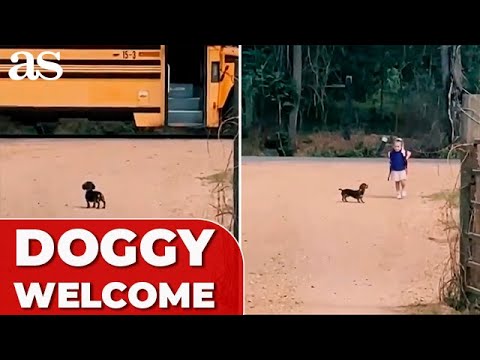 HEARTWARMING reunion: loyal PUPPY delights young girl at SCHOOL BUS STOP daily