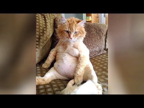 You will NOT REGRET WATCHING these CAT VIDEOS! - Ultra FUNNY CATS compilation
