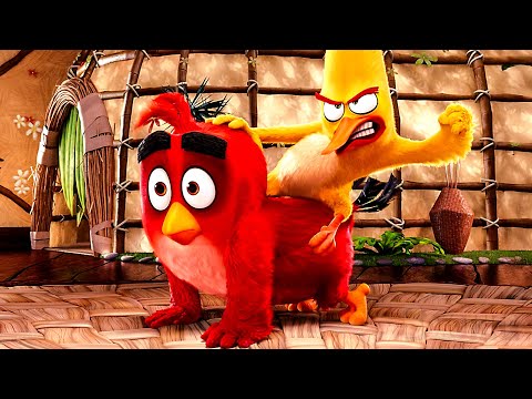 The Angry Birds meet for the 1st Time | The Angry Birds Movie 🔥 4K