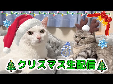 ちょっと早い猫5匹のクリスマス生配信🎄🐟