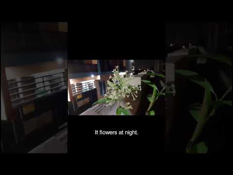 #night #flowers #blossom #islamabad #nature #piano #sleep #dark #hope #dream