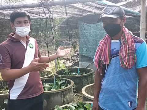 ผลผลิต-อศ.กช.วิทยาลัยเกษตรและเ ผลผลิต-อศ.กช.วิทยาลัยเกษตรและเ
