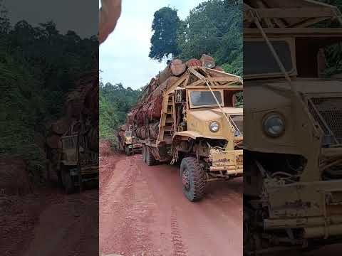 Lori Balak Stewong #offroad  #logs #timbertrucks #bulldozer