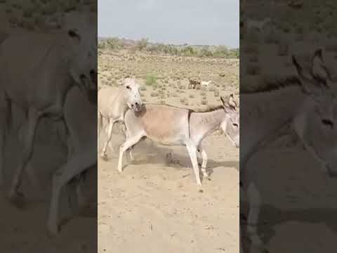 #animals #anmals #shortvideos #travel #goat #comedyshorts #cow #comedyvideos #funny #cowgoat #shorts