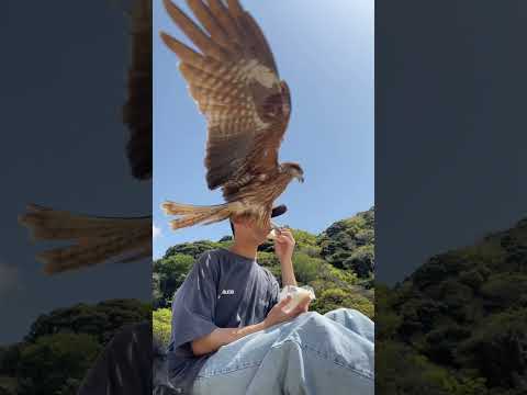 Falcon snatches man’s food in one swoop #shorts