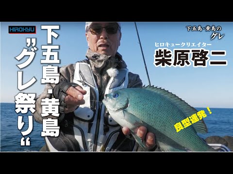 【柴原啓二】下五島・黄島で良型グレ連発！朝イチから爆釣モード突入