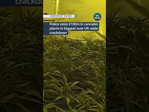 Mega crackdown sees millions of pounds worth of weed seized #itvnews #news #police