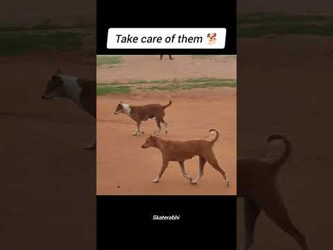 Special one #pets #petlover #please_subscribe_my_channel #viewskaisebadhaye